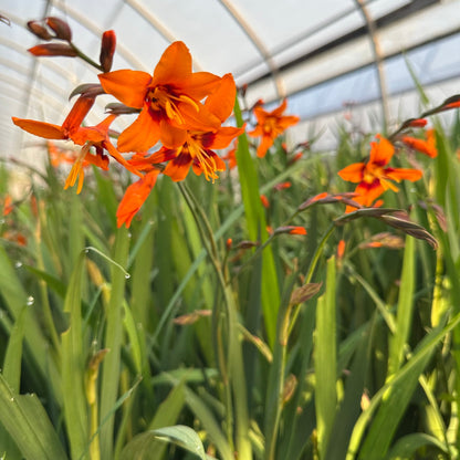 Crocosmia x crocosmiiflora Emily Mckenzie 1Q