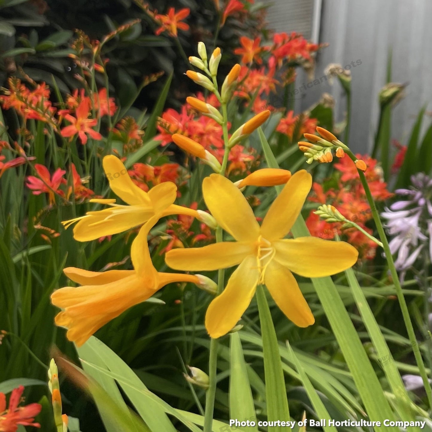 Crocosmia x crocosmiiflora George Davison 1Q
