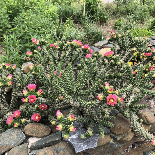 Cylindropuntia x anasaziensis BODO 1Q