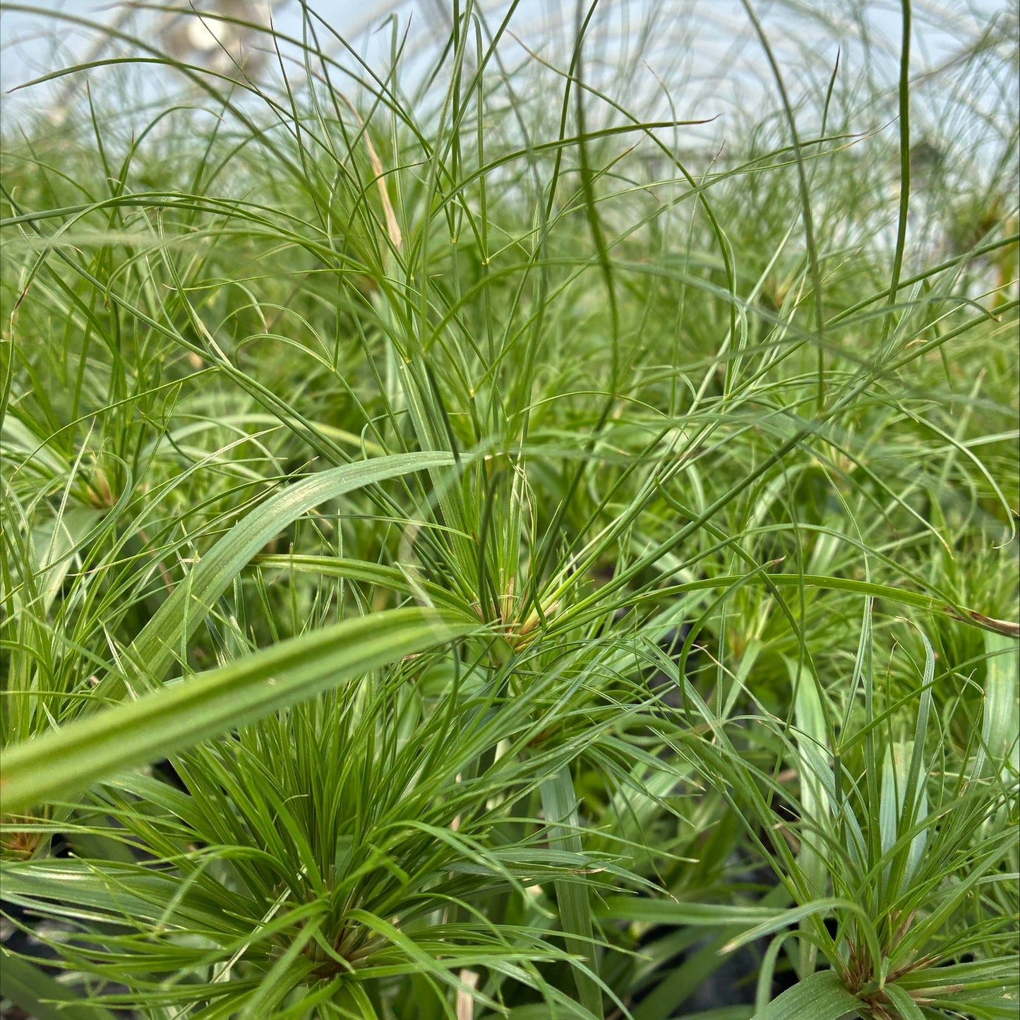 Cyperus papyrus 1G