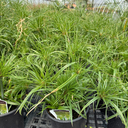 Cyperus papyrus 1G