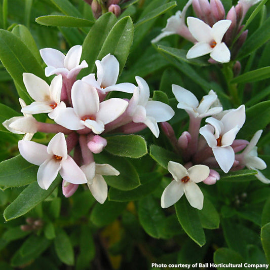 Daphne transatlantica Eternal Fragrance 1Q