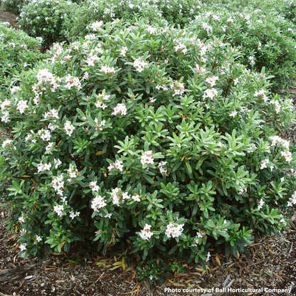 Daphne transatlantica Eternal Fragrance 1Q
