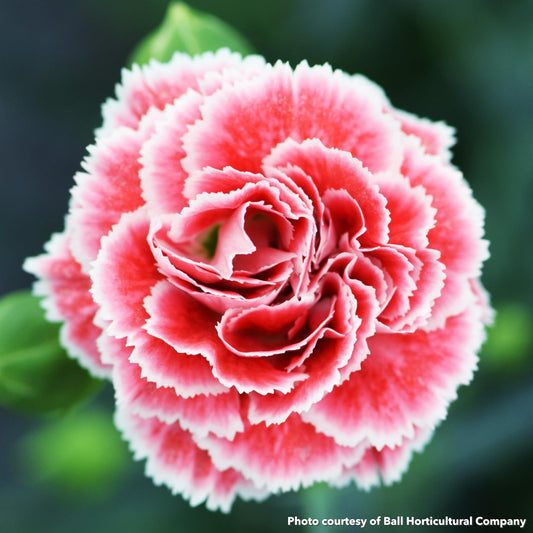 Dianthus x Coral Reef 1Q