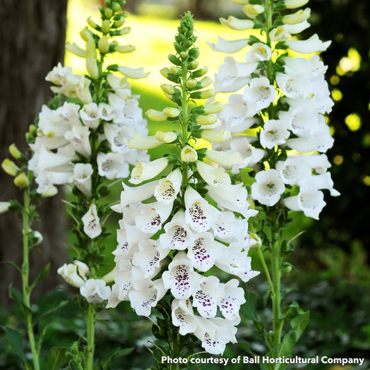 Digitalis purpurea Dalmatian White 1Q
