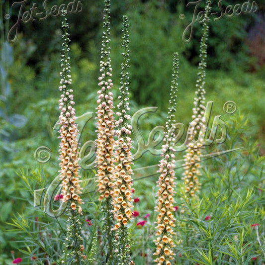 Digitalis ferruginea Gigantea 1Q