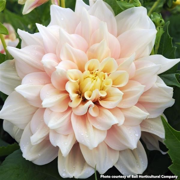 Dahlia Breakout 1G