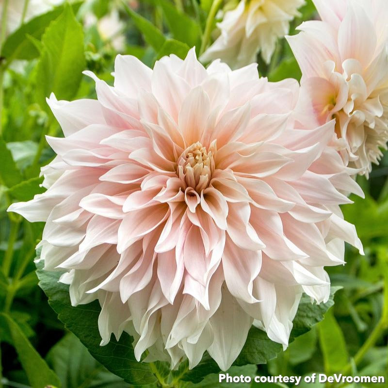 Dahlia Café au Lait 1G