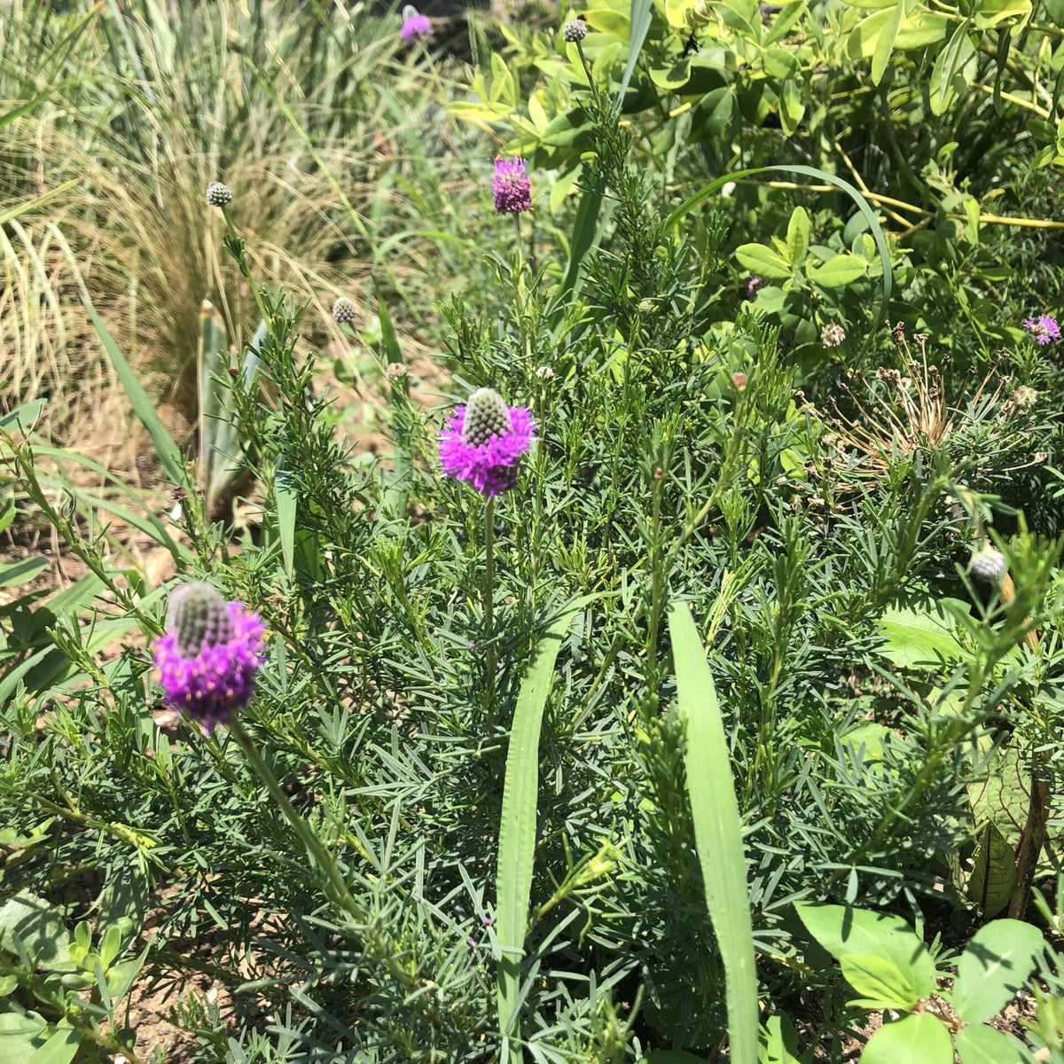 Dalea purpurea 1Q