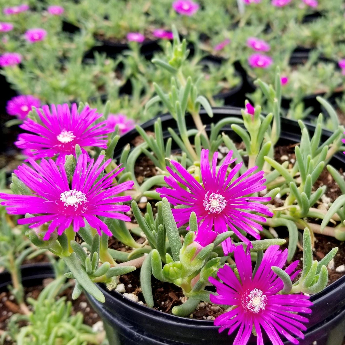 Delosperma cooperi 1Q