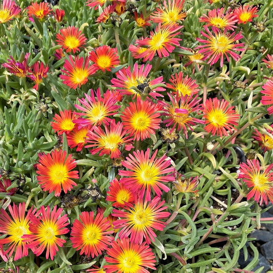 Delosperma cooperi Fire Wonder 1G