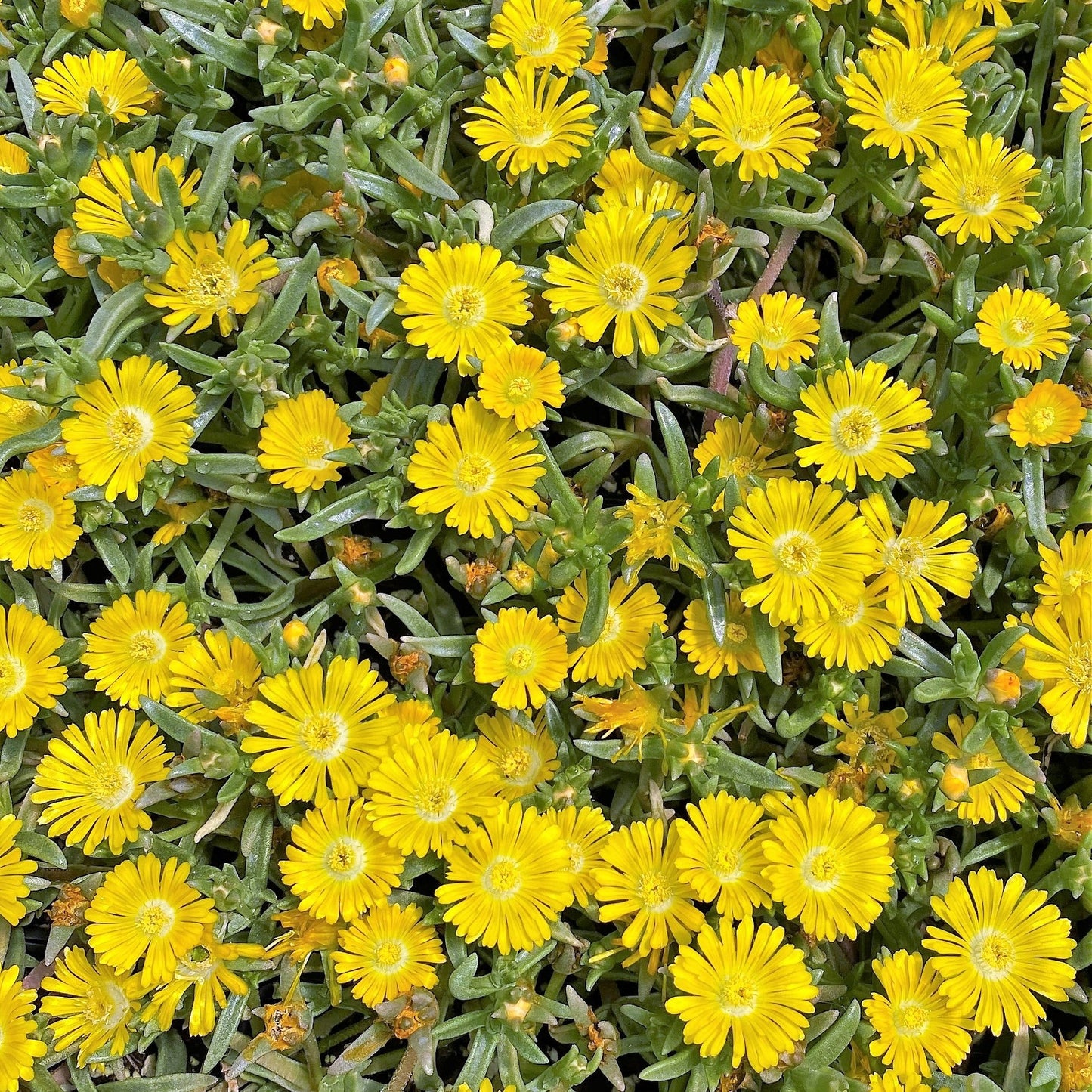 Delosperma cooperi Golden Wonder 1G