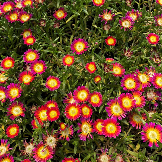 Delosperma cooperi Hot Pink Wonder 1G