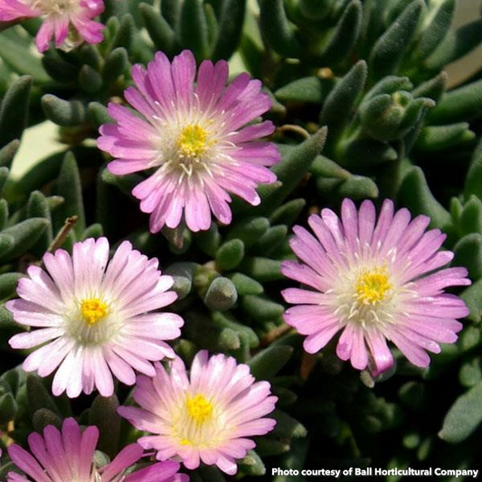 Delosperma Jewel Desert Rose Quartz 1Q