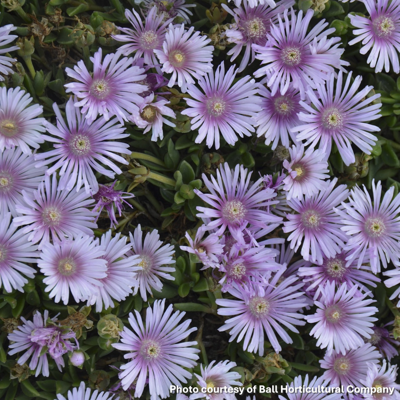 Delosperma x Lavender Ice 3.25"
