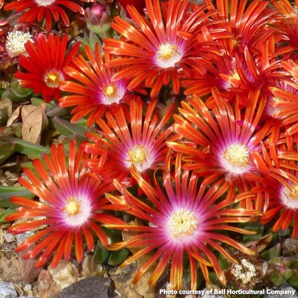 Delosperma Red Mountain Flame 1Q