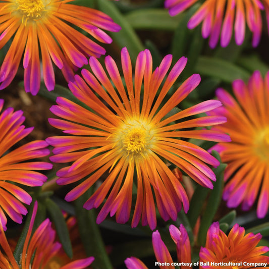 Delosperma Ocean Sunset Orange Glow 1G