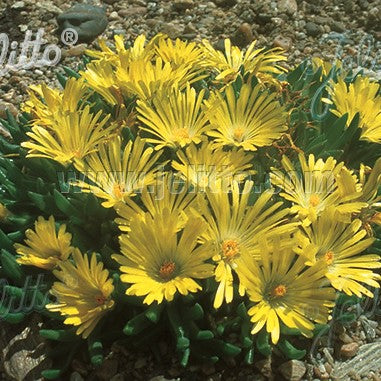 Delosperma congestum 1Q (Congested Ice Plant)