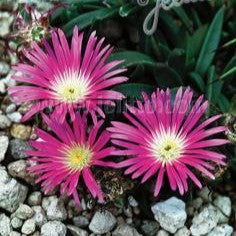 Delosperma sutherlandii 1Q (Hardy Ice Plant)