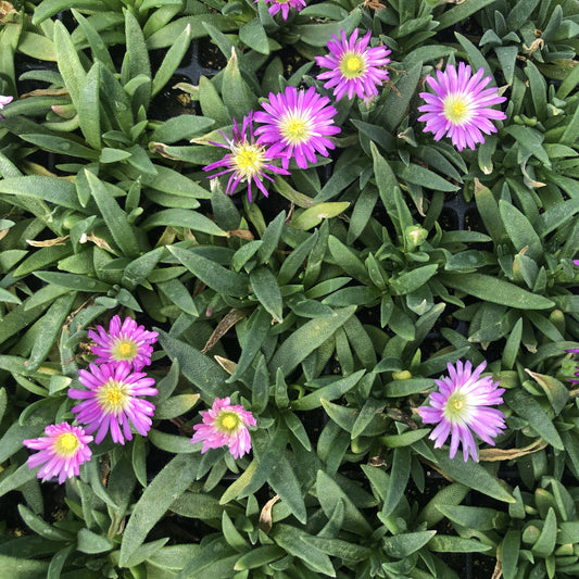 Delosperma sutherlandii 1Q (Hardy Ice Plant)