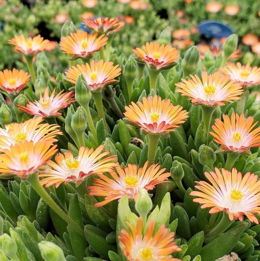 Delosperma Jewel of Desert Topaz 1Q