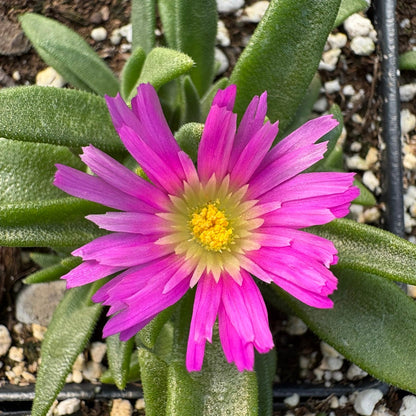 Delosperma sutherlandii 1Q
