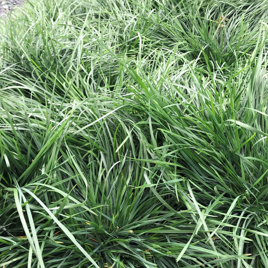 Deschampsia sp. Goldtau 1G