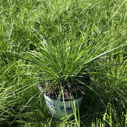 Deschampsia cespitosa 1G