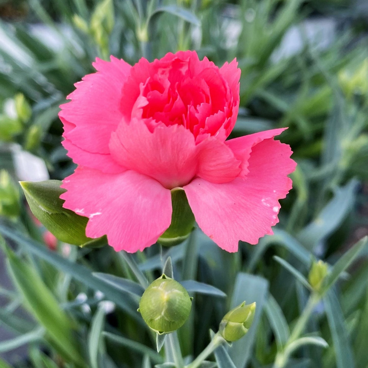 Dianthus x Fruit Punch® Classic Coral 1G