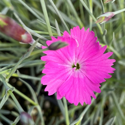 Dianthus gratianopolitanus Firewitch 1G