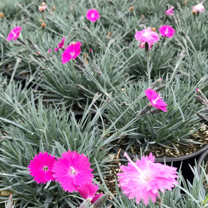 Dianthus gratianopolitanus Firewitch 1G