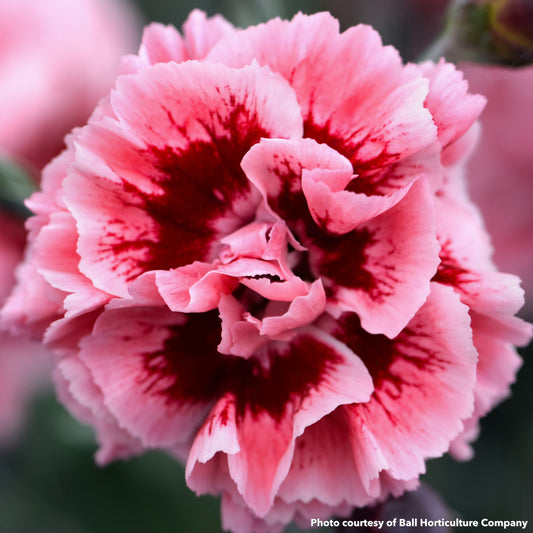 Dianthus x Sugar Plum 1G