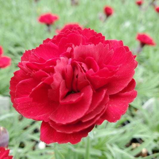 Dianthus x Early Bird Radiance 1Q