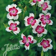 Dianthus deltoides 'Arctic Fire' 1Q (Maiden Pink)