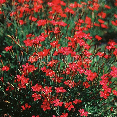 Dianthus deltoides 'Brilliant' 1Q (Maiden Pink)