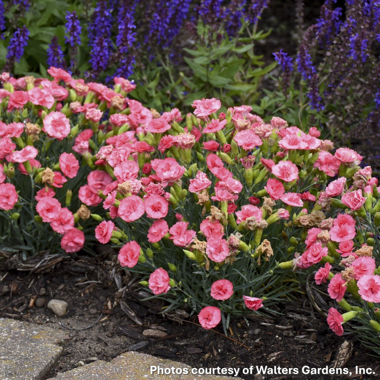 Dianthus x Fruit Punch® Classic Coral 1G