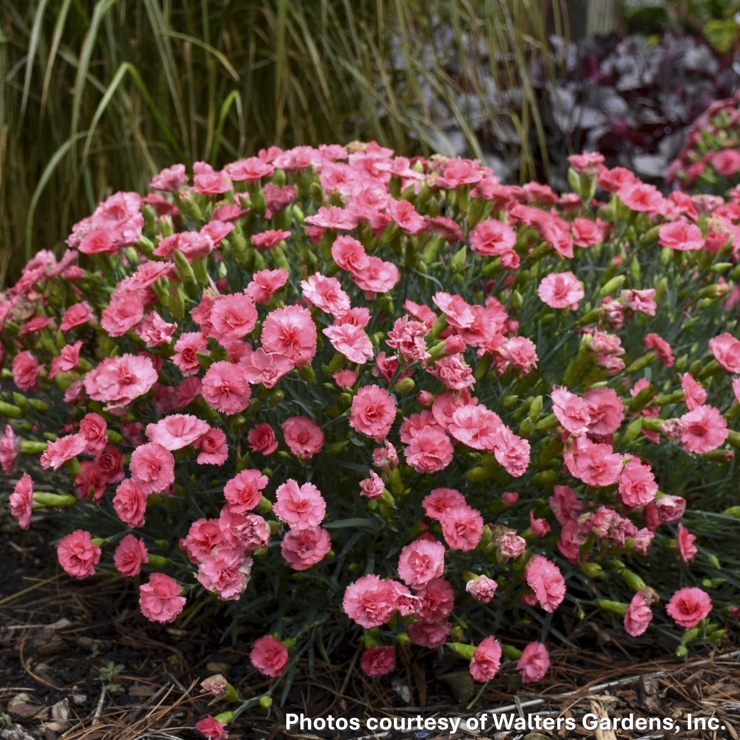 Dianthus x Fruit Punch® Classic Coral 1G