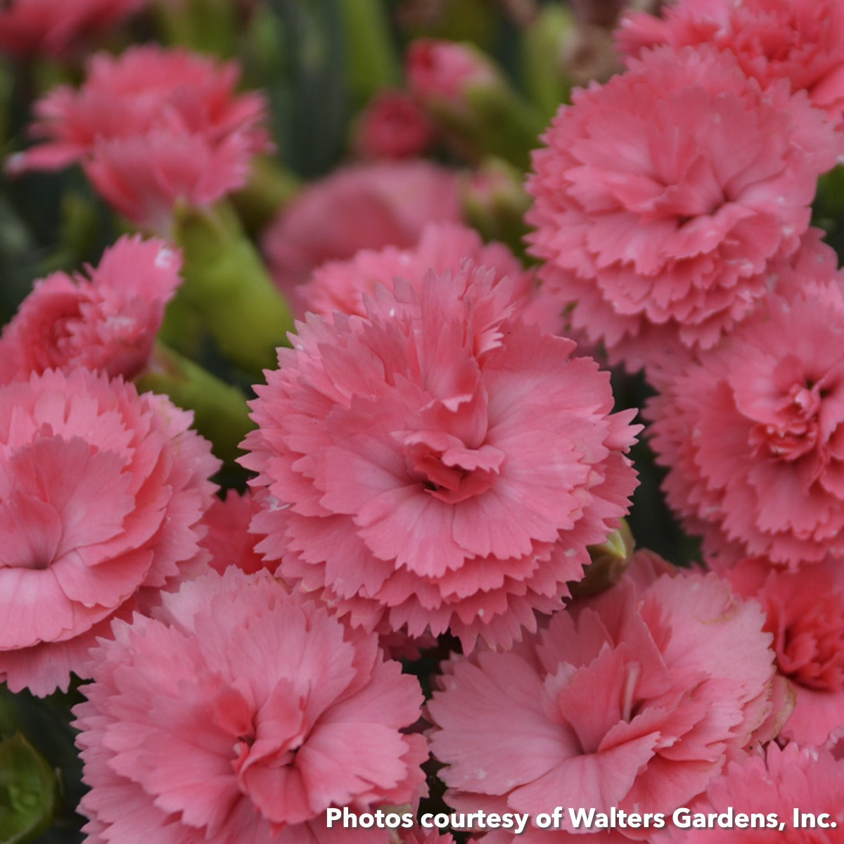 Dianthus x Fruit Punch® Classic Coral 1G