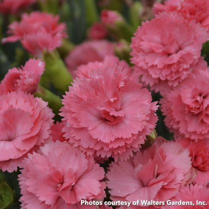 Dianthus x Fruit Punch® Classic Coral 1G