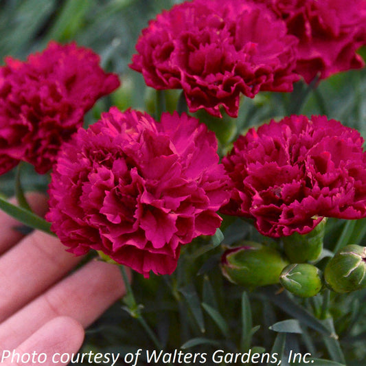 Dianthus x Fruit Punch® Cranberry Cocktail 1G