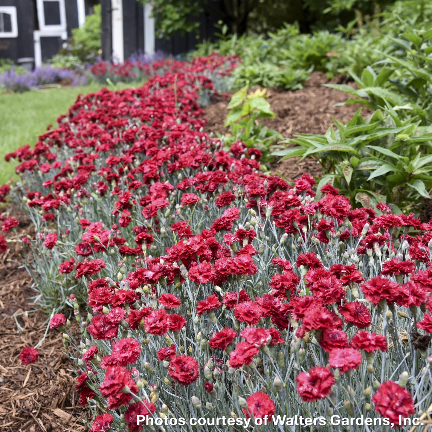 Dianthus x Fruit Punch® Maraschino 1G