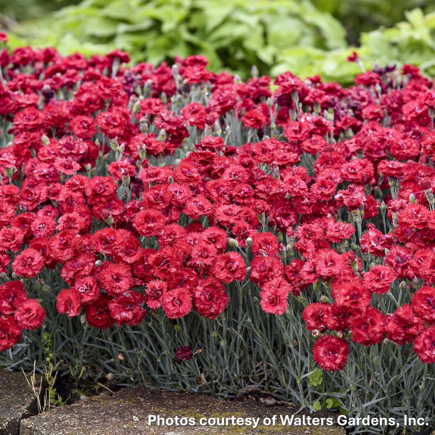 Dianthus x Fruit Punch® Maraschino 1G