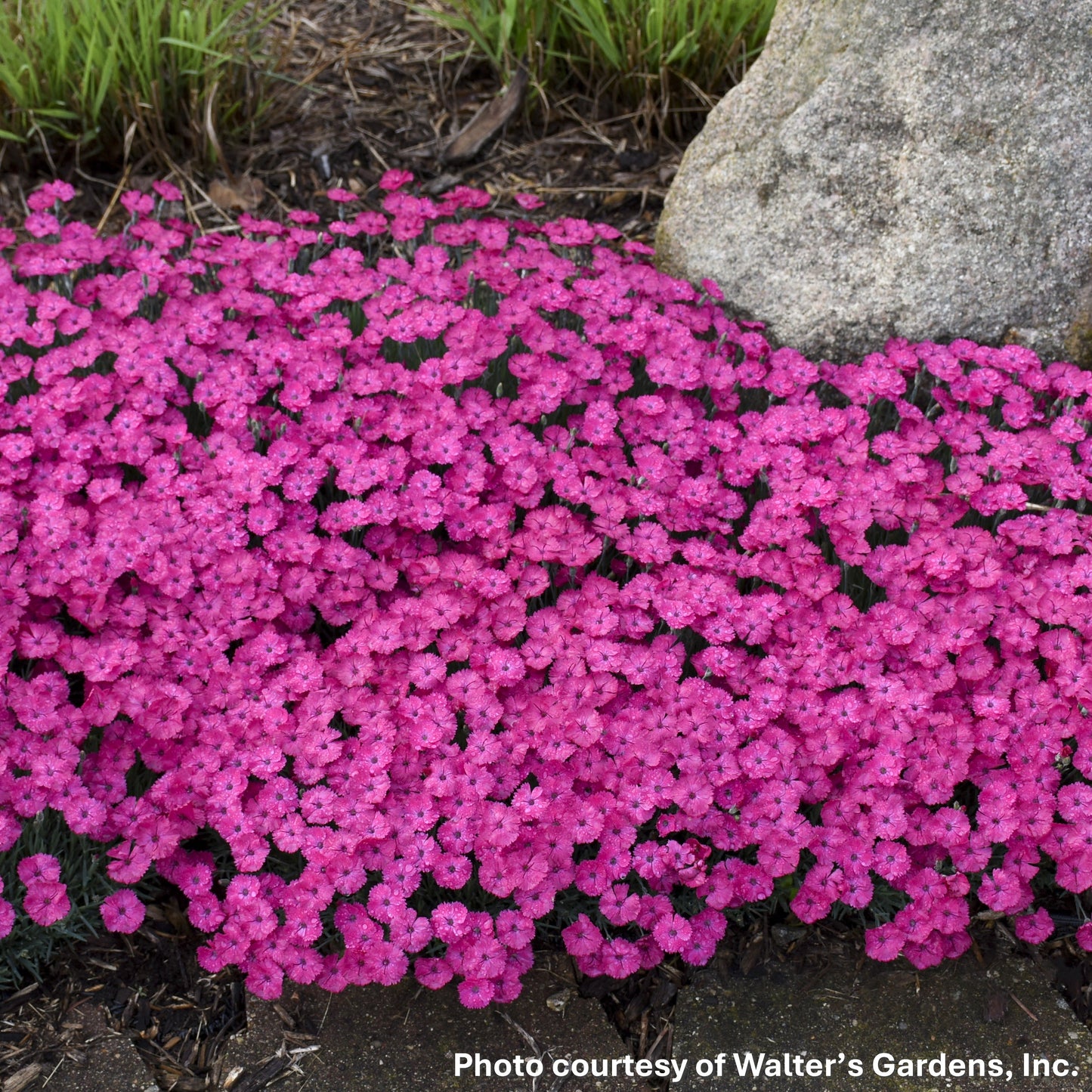 Dianthus x Paint the Town Magenta 1G