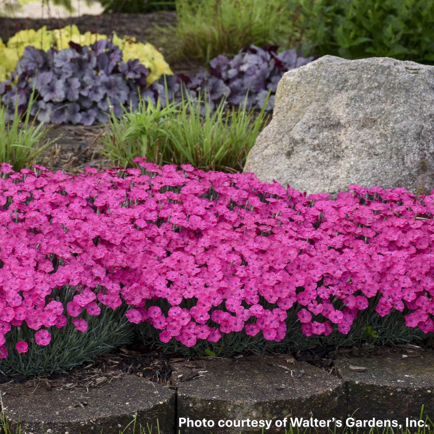Dianthus x Paint the Town Magenta 1G