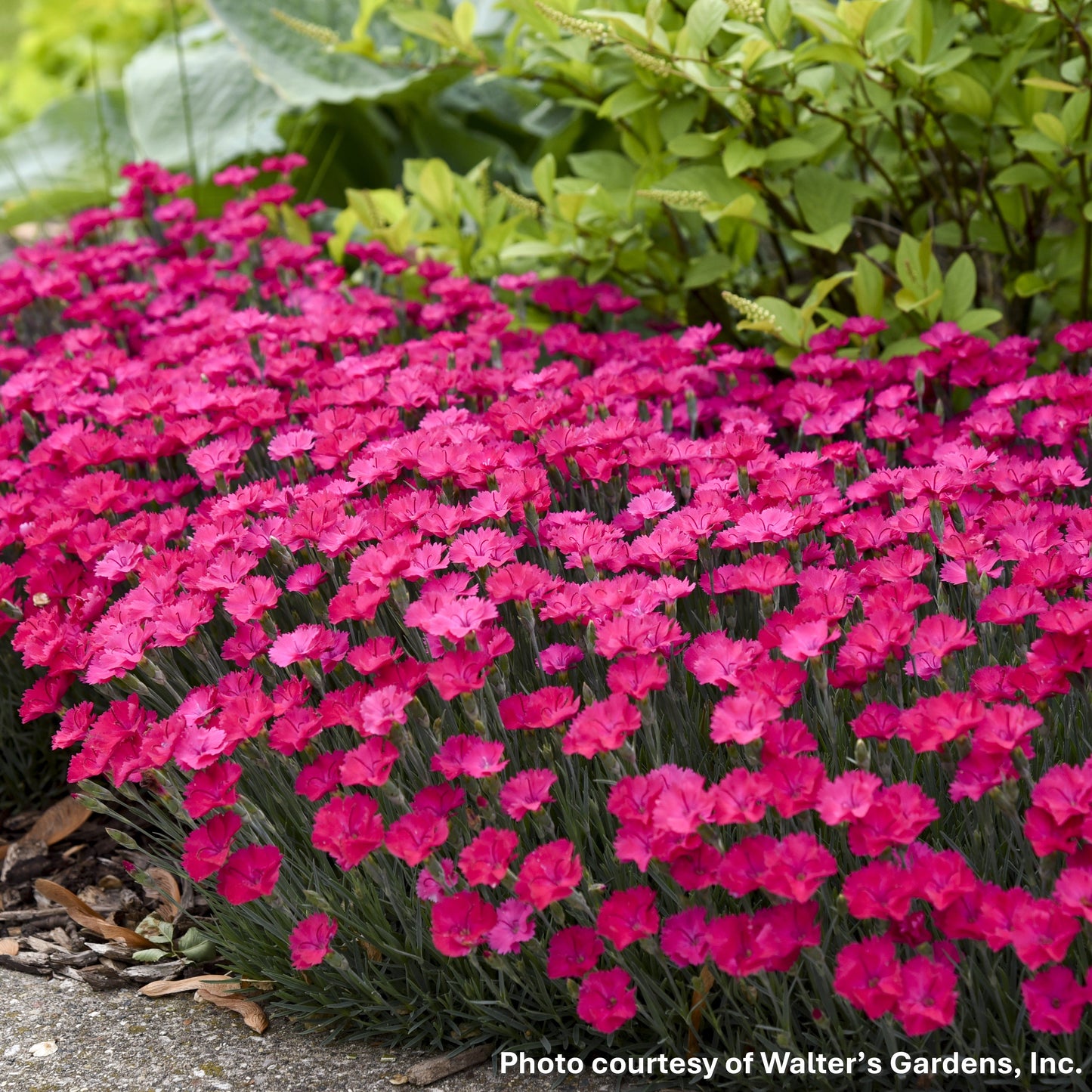 Dianthus x Paint the Town Magenta 1G