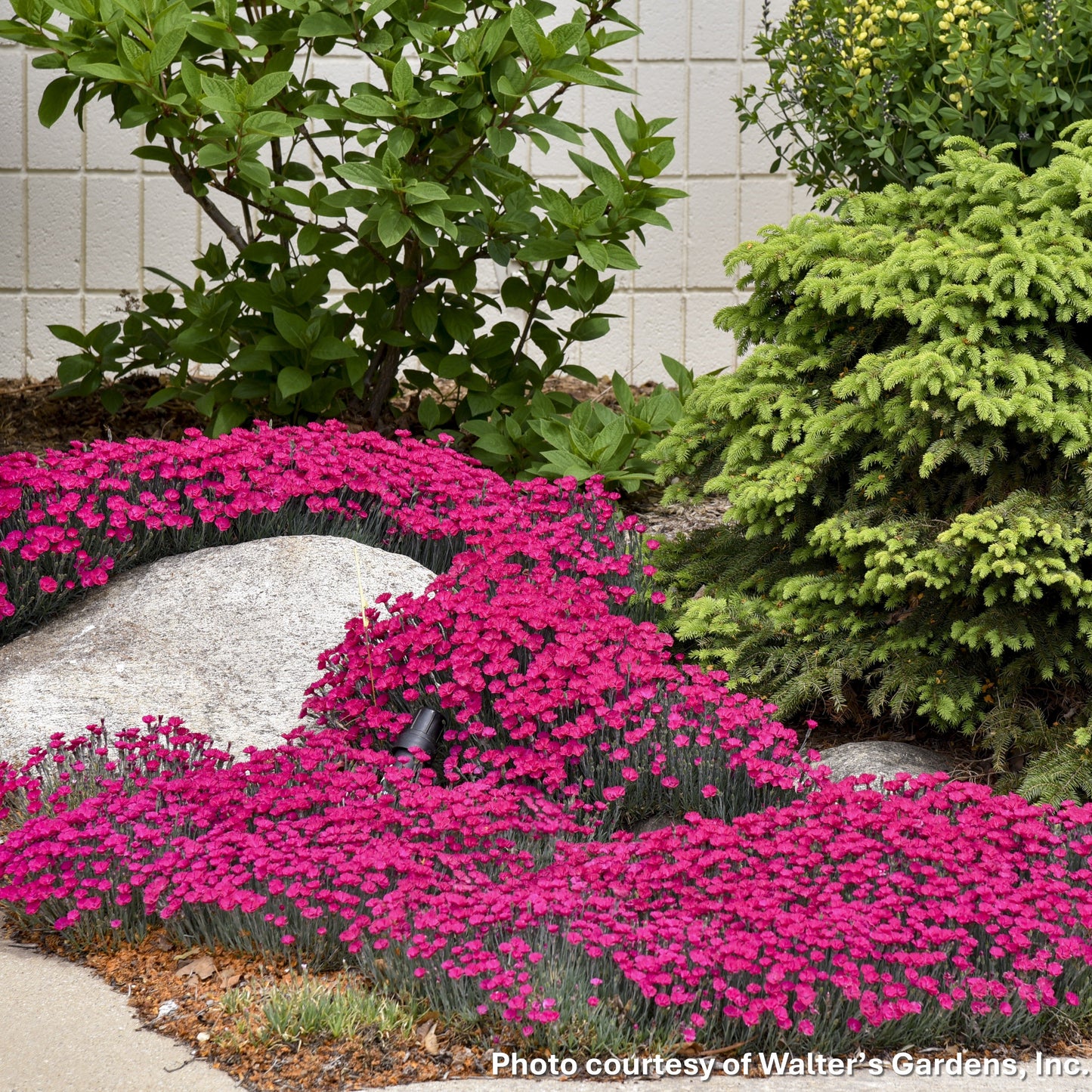 Dianthus x Paint the Town Magenta 1G