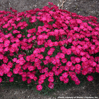 Dianthus x Paint the Town Red 1G