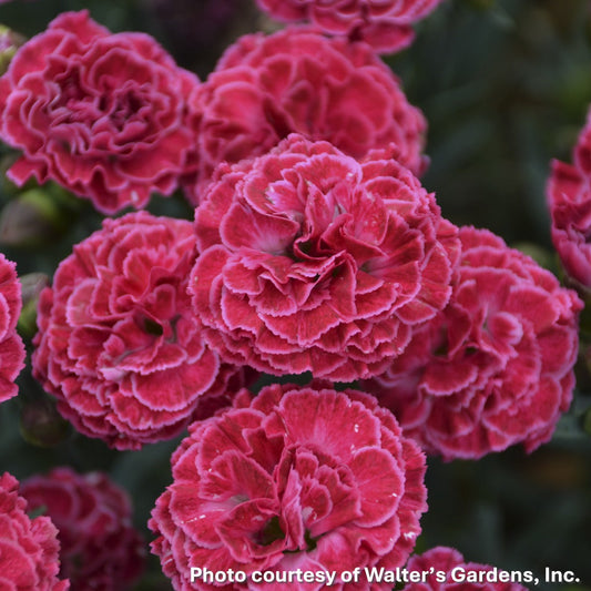 Dianthus x Fruit Punch® Raspberry Ruffles 1G