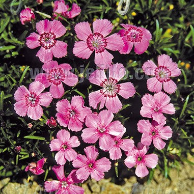 Dianthus alpinus 1G (Alpine Pink)