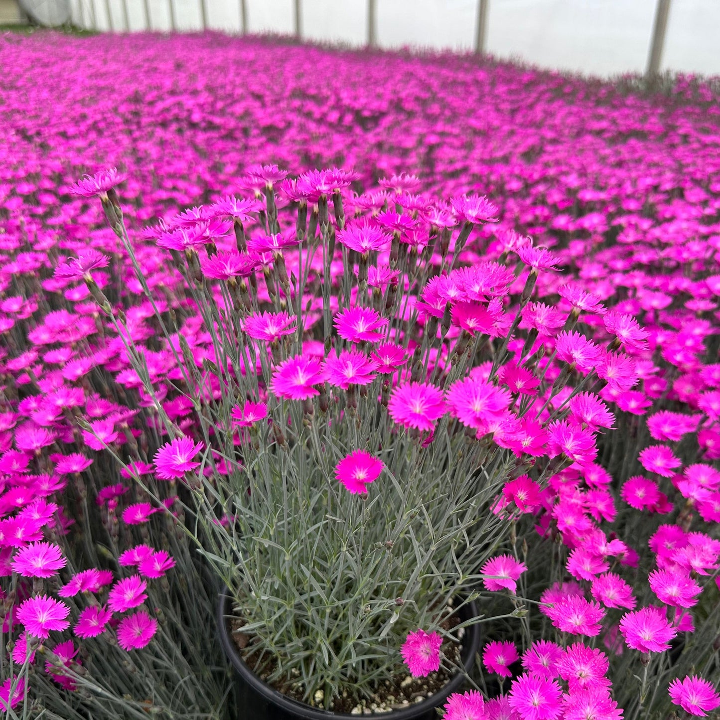 Dianthus gratianopolitanus Firewitch 1G